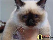 birman kitten posted by surmichaels