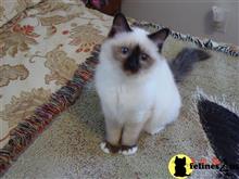 birman kitten posted by surmichaels