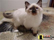 birman kitten posted by surmichaels
