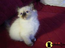 birman kitten posted by surmichaels