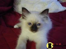 birman kitten posted by surmichaels