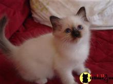 birman kitten posted by surmichaels