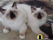 birman kitten posted by surmichaels