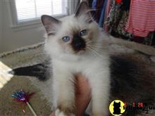 birman kitten posted by surmichaels