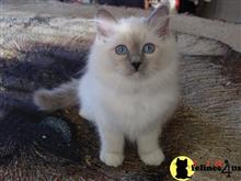 birman kitten posted by surmichaels