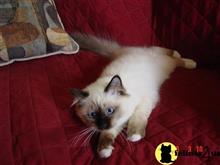 birman kitten posted by surmichaels