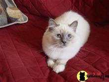 birman kitten posted by surmichaels