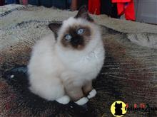 birman kitten posted by surmichaels