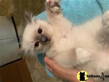 birman kitten posted by surmichaels
