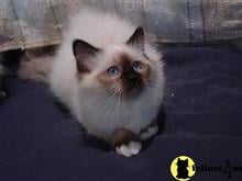 birman kitten posted by surmichaels