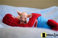 peterbald kitten posted by GEGERUBY