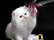himalayan kitten posted by uberwald