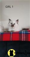 ragdoll kitten posted by Cooperkittens