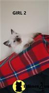ragdoll kitten posted by Cooperkittens