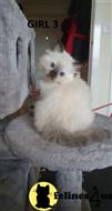 ragdoll kitten posted by Cooperkittens