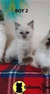 ragdoll kitten posted by Cooperkittens