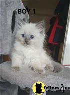 ragdoll kitten posted by Cooperkittens