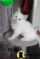 ragdoll kitten posted by Cooperkittens