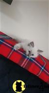ragdoll kitten posted by Cooperkittens