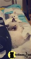 ragdoll kitten posted by Cooperkittens