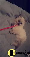 ragdoll kitten posted by Cooperkittens