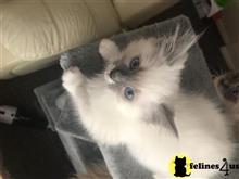 ragdoll kitten posted by Cooperkittens