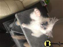ragdoll kitten posted by Cooperkittens