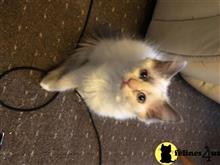 ragdoll kitten posted by Cooperkittens