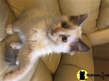 ragdoll kitten posted by Cooperkittens