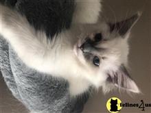 ragdoll kitten posted by Cooperkittens