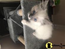 ragdoll kitten posted by Cooperkittens