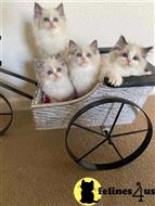 ragdoll kitten posted by Cooperkittens