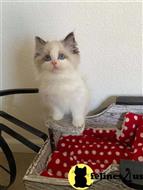ragdoll kitten posted by Cooperkittens
