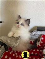 ragdoll kitten posted by Cooperkittens