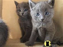 russian blue kitten posted by Cooperkittens