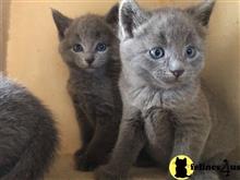 russian blue kitten posted by Cooperkittens