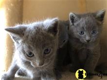 russian blue kitten posted by Cooperkittens