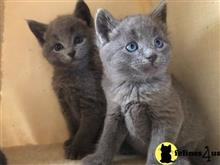 russian blue kitten posted by Cooperkittens