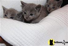 russian blue kitten posted by Cooperkittens