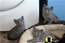 russian blue kitten posted by Cooperkittens