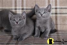 russian blue kitten posted by Cooperkittens