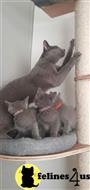 russian blue kitten posted by Cooperkittens