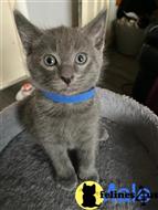 russian blue kitten posted by Cooperkittens