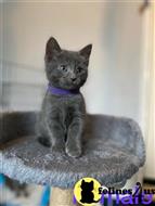 russian blue kitten posted by Cooperkittens