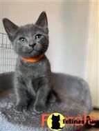 russian blue kitten posted by Cooperkittens