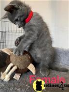 russian blue kitten posted by Cooperkittens