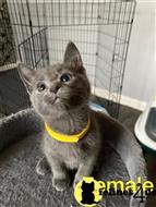 russian blue kitten posted by Cooperkittens