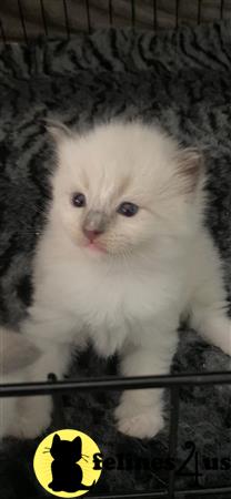 Ragdoll kitten for sale