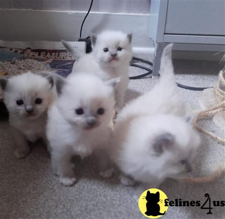 Ragdoll kitten for sale