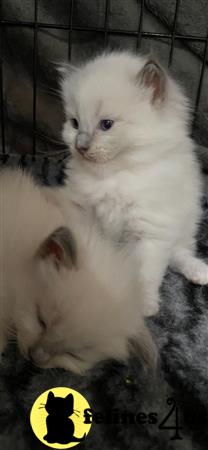 Ragdoll kitten for sale